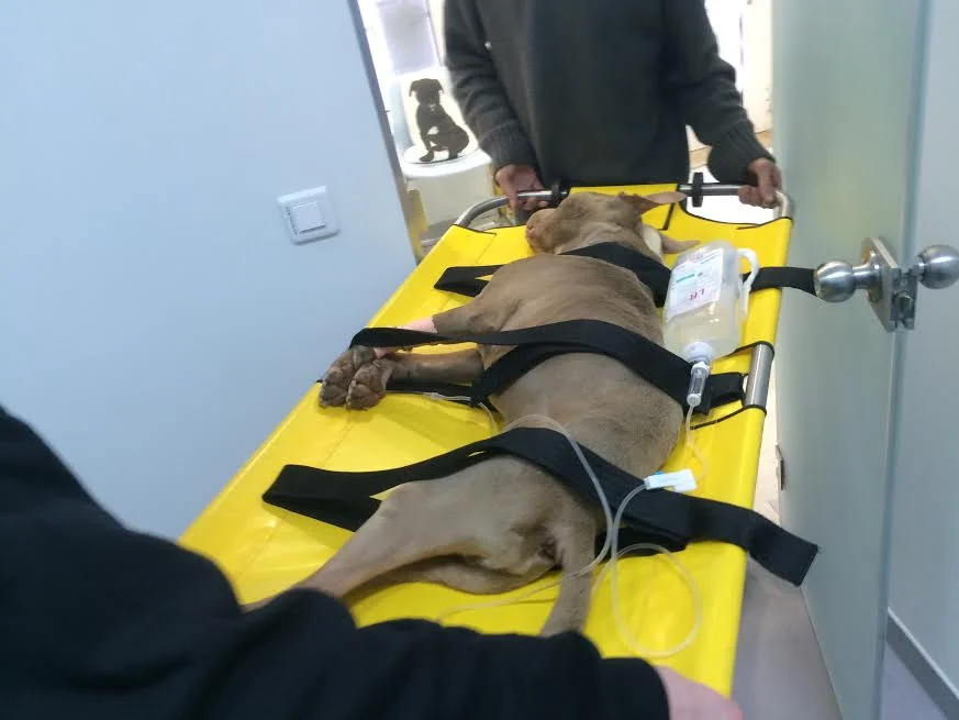 Nosze z kółkami MDC Canine Cruiser na ramie ze stali nierdzewnej – ujęcie dodatkowe