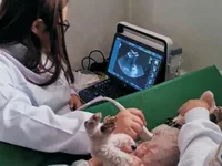 Przenośny aparat USG weterynaryjny Zoncare VU2 z kolorowym Dopplerem