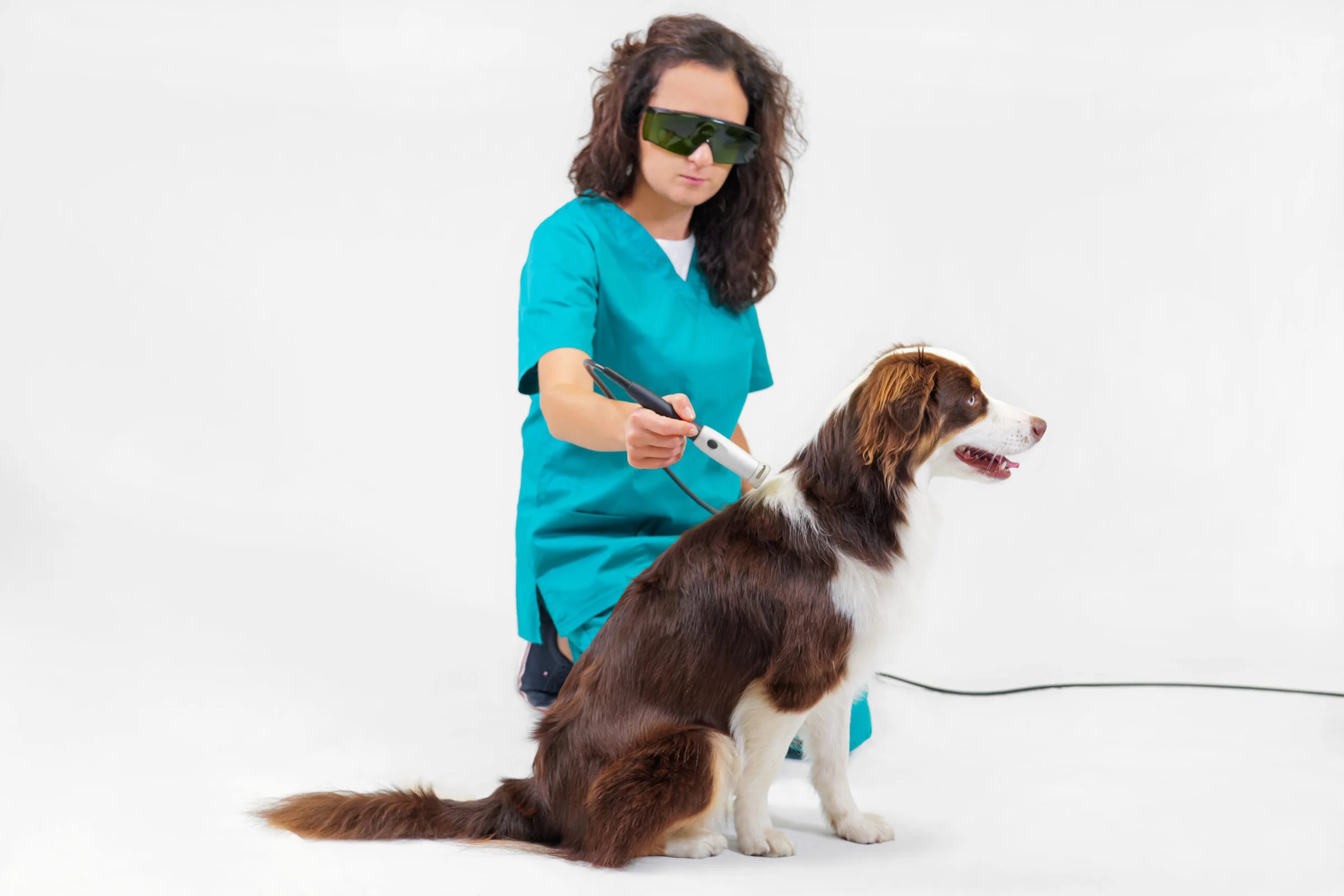 Laseroterapia wysokoenergetyczna psa aparatem Polaris HP Vet
